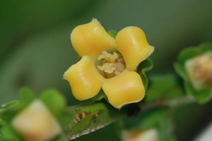 Persimmon -floare feminina; (Diospyros Kaki)
