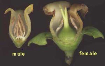 Persimmon -flori sectionate; (Diospyros Kaki)
