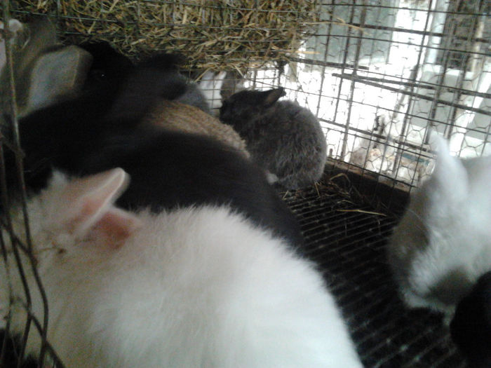 Noul tineret 2014 001; Tineret hibrid trirasial pentru carne si cativa tineret angora, separati pe sexe.
