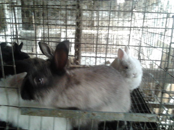 Noul tineret 2014 002; Tineret hibrid trirasial pentru carne si cativa tineret angora, separati pe sexe.
