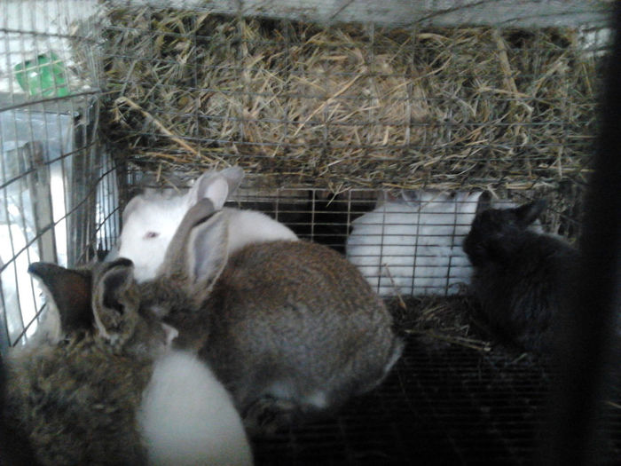 Noul tineret 2014 003; Tineret hibrid trirasial pentru carne si cativa tineret angora, separati pe sexe.
