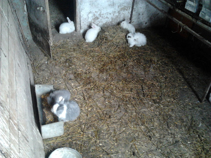 Noul tineret 2014 008; Tineret hibrid trirasial pentru carne si cativa tineret angora, separati pe sexe.
