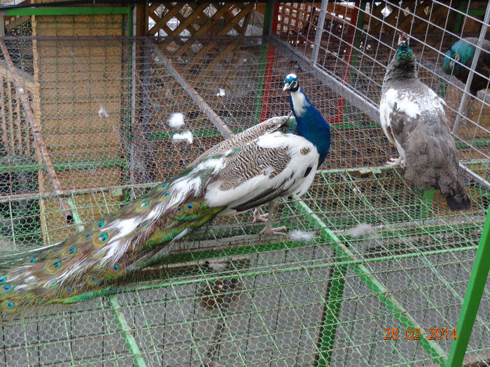 DSC06938 - 8--PAUNI ARLECHIN-INDIA BLUE PIED