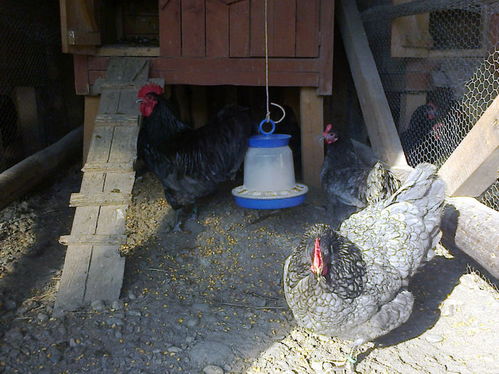 0214 053 - 03 AUSTRALORP albastru 2014