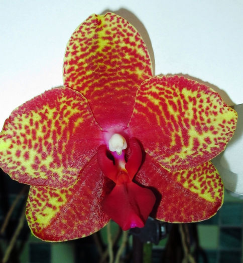 IMG_2153 - Reinfloriri orhidee 2014