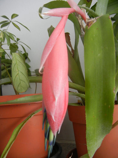 Billbergia nutans (2014, February 23) - Billbergia nutans