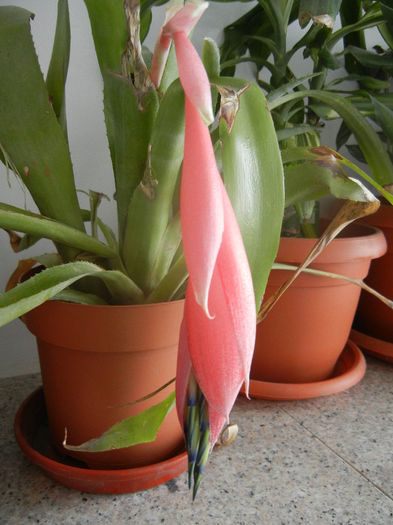 Queens Tears (2014, February 23) - Billbergia nutans