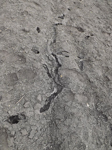 DSCF6262 - gradina 23 feb 2014