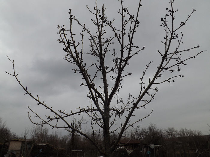 DSCF6264 - gradina 23 feb 2014