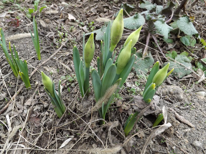 DSCF6298 - gradina 23 feb 2014