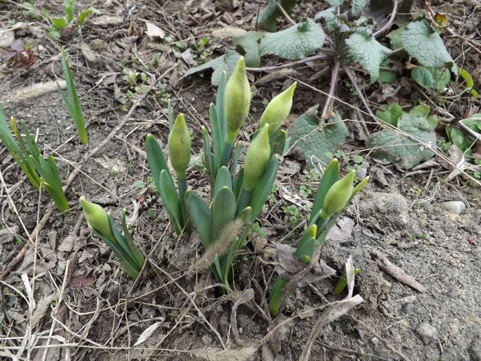 DSCF6299 - gradina 23 feb 2014