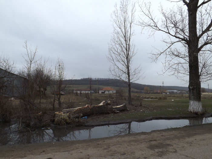 DSCF6312 - gradina 23 feb 2014