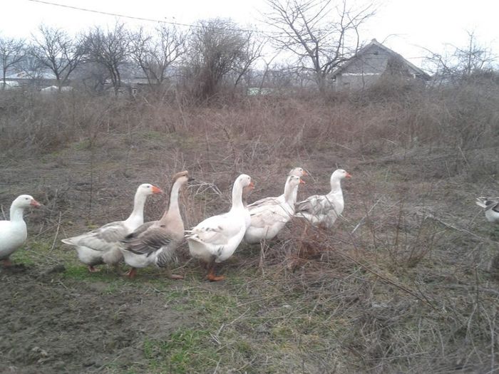 1940125_621864794555136_998461248_n