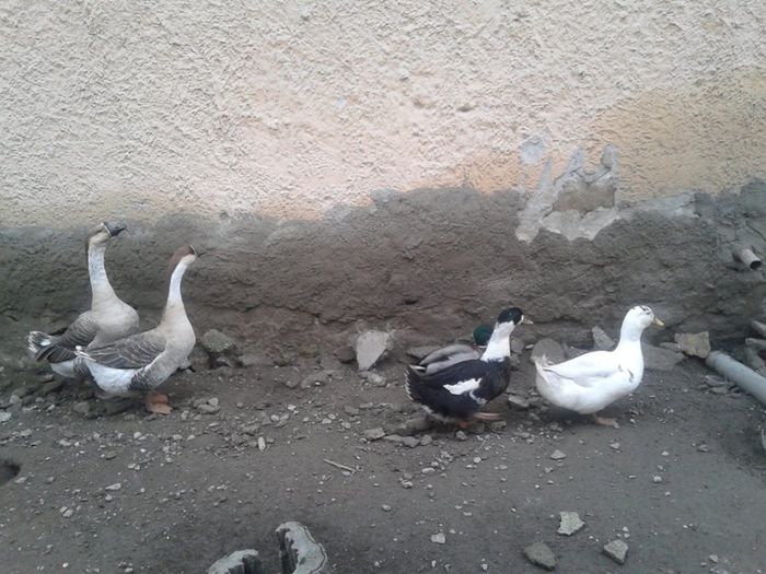 1957375_621790554562560_930669909_n