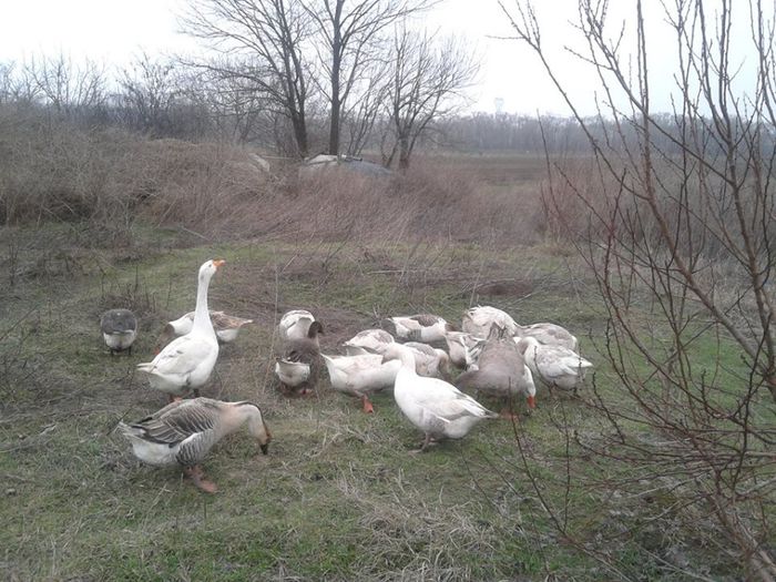 1957590_621896057885343_1865463114_n