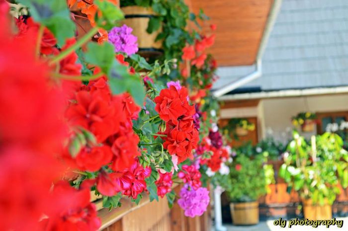 1234192_576168182444806_618669854_n