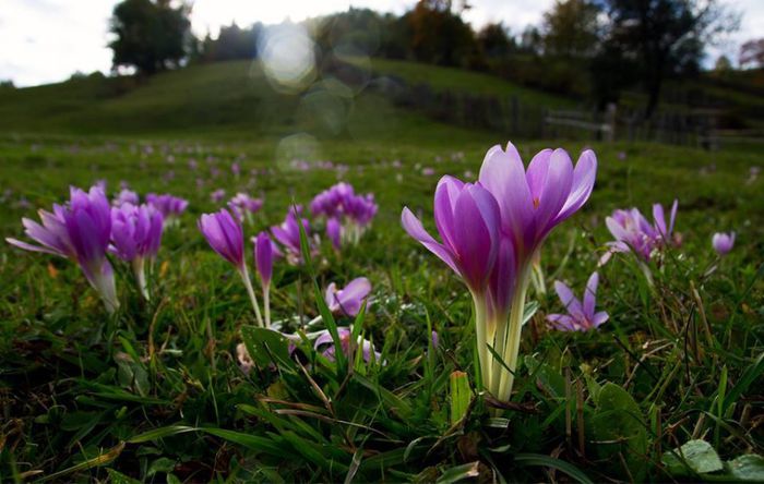 1376545_583239065071051_1343532563_n