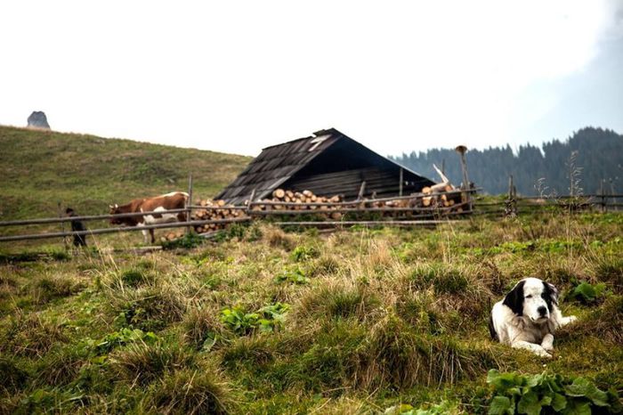 1398429_602408599820764_607131772_o - Viata la tara