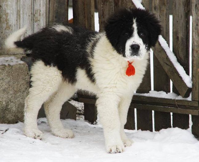 1888572_656991211029169_295517233_n