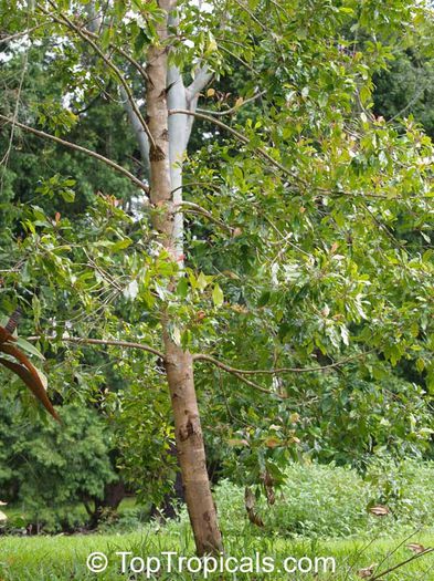 Arborele de cuisoara; (Caryophyllus aromaticus)originar din Insulele Molucce ale Indoneziei
