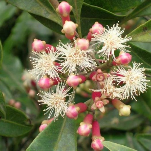 Arborele de cuisoare-flori si boboci; (Caryophyllus aromaticus)
