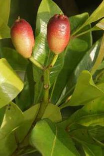 Arborele de cuisoara-fructe; (Caryophyllus aromaticus)
