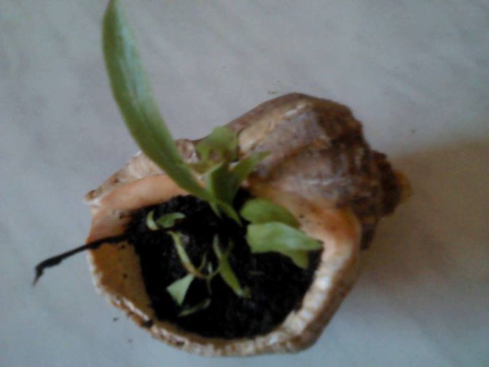 1974592_659373470767324_328063865_n