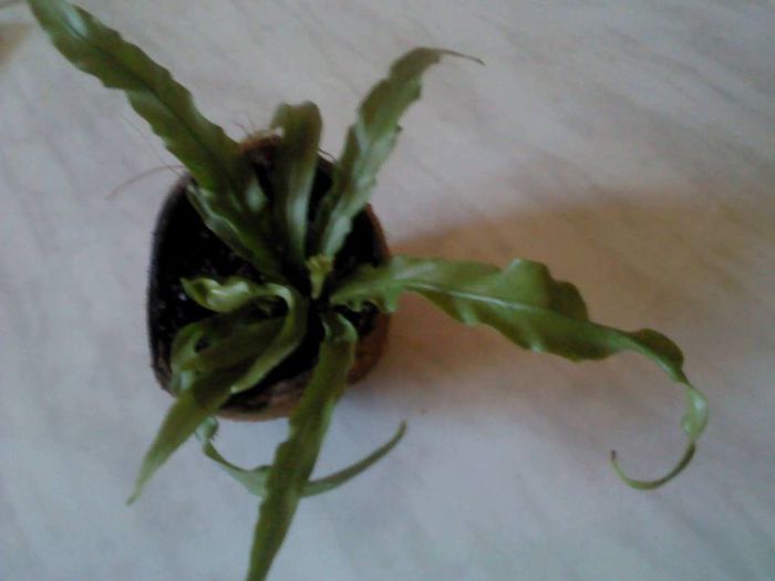 1964371_659373474100657_1189388156_n