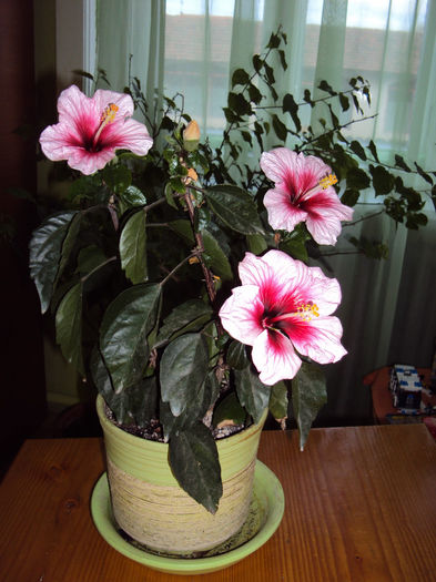 DSC01898 - Hibiscus