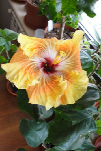 Tahitian Brown Star