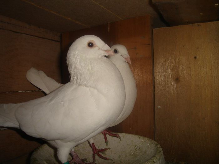 perechea1 - porumbei voiajori albi amintiri