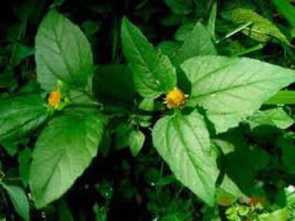 Akarkara - 2-de vanzare 2019-2020-SEMINTE IERBURI FOLOSITOARE SI PLANTE MEDICINALE RARE