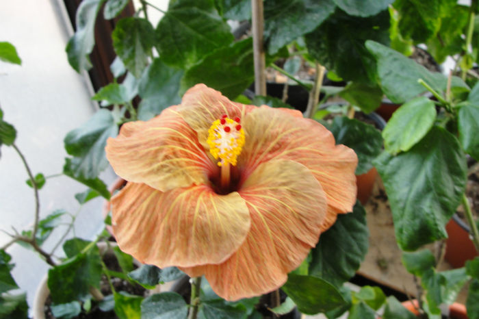 Chocolate Delight - Hibiscus  deosebiti