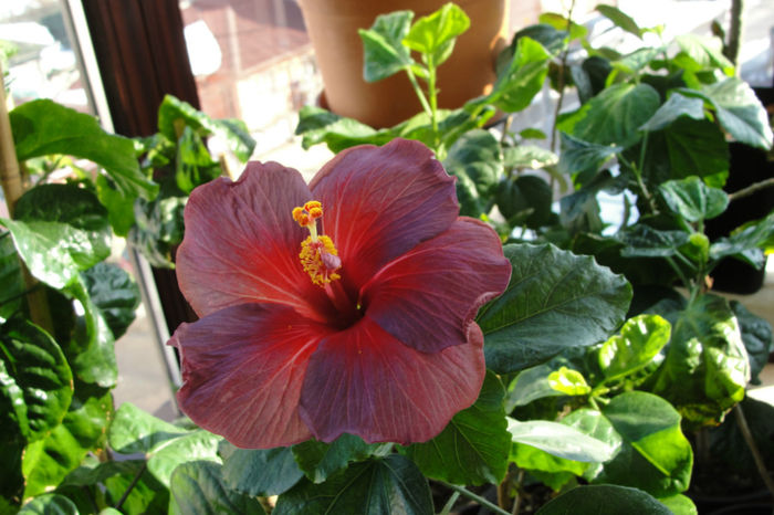 Electric Blue - Hibiscus  deosebiti