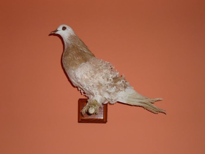 Porumbel Cret - TAXIDERMIE