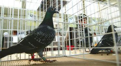 AC-Dolj-porumbel-premiat-expozitie-columbofila-8-feb-2009