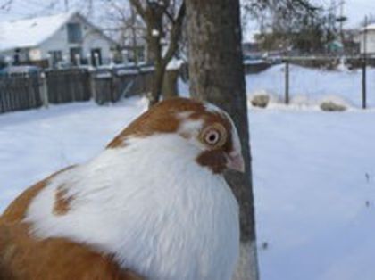 -------IASI----BARLAD----