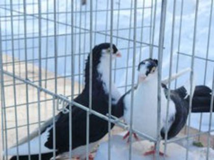 ----PERECHE----IASI----