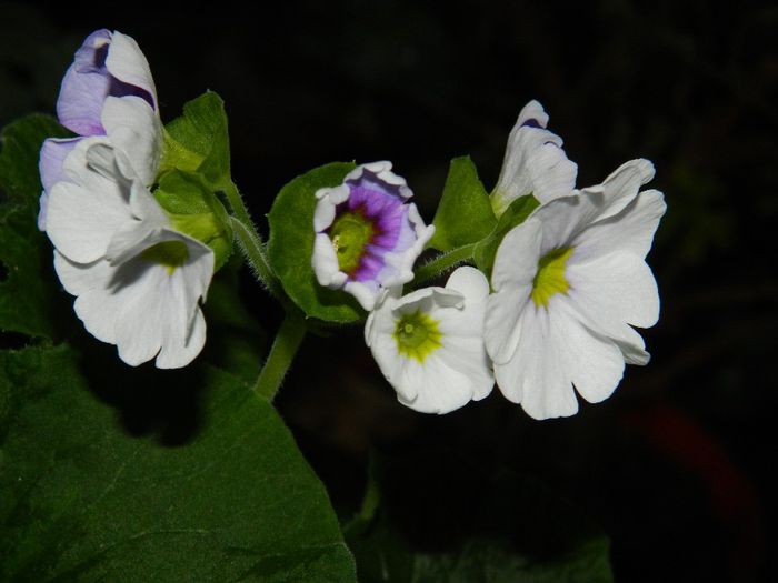 DSCN2392 februarie 21-25 - FEBRUARIE 2014