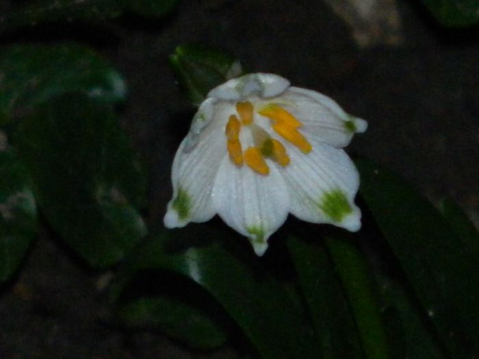 DSCN2396 - FEBRUARIE 2014