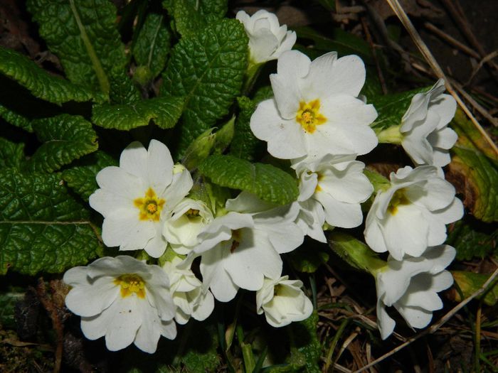 DSCN2410 - FEBRUARIE 2014