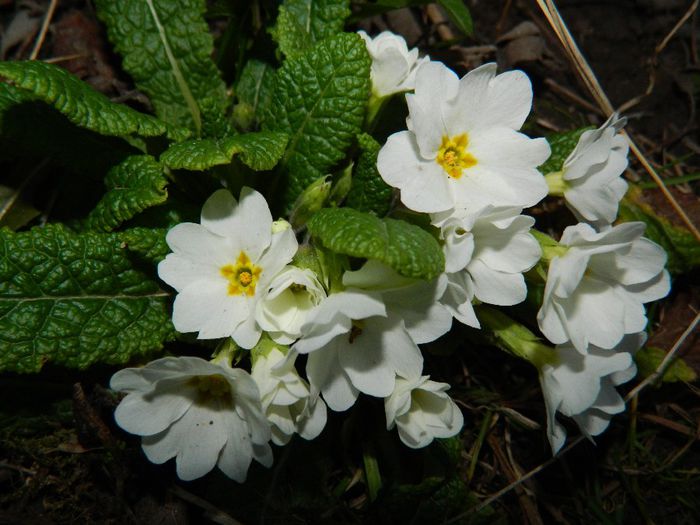 DSCN2411 - FEBRUARIE 2014