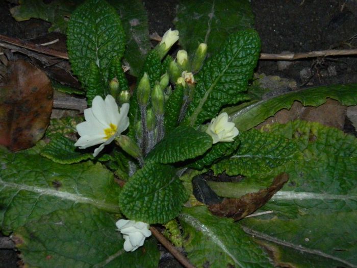 DSCN2413 - FEBRUARIE 2014