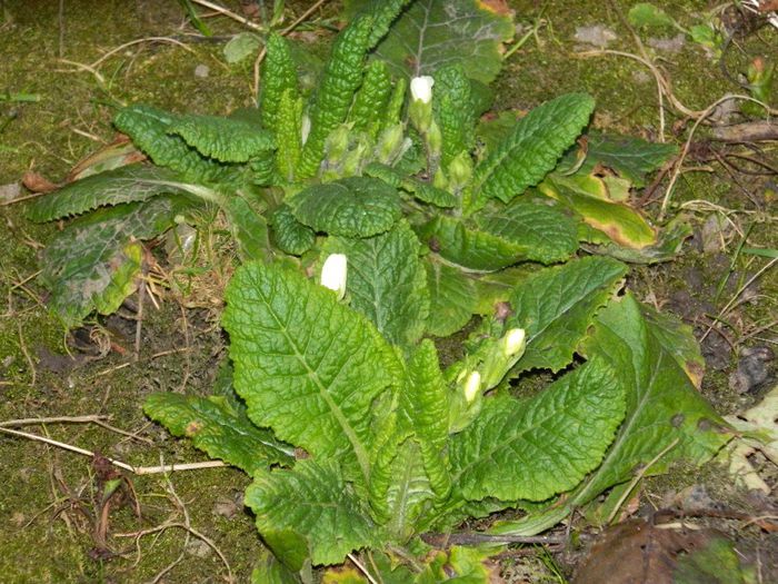 DSCN2415 - FEBRUARIE 2014