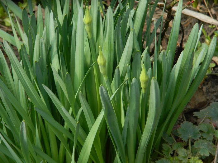 DSCN2460 - FEBRUARIE 2014