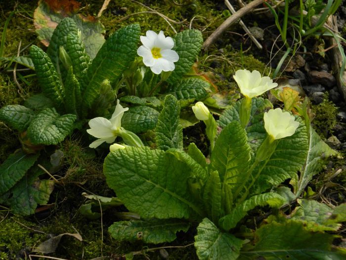 DSCN2462 - FEBRUARIE 2014