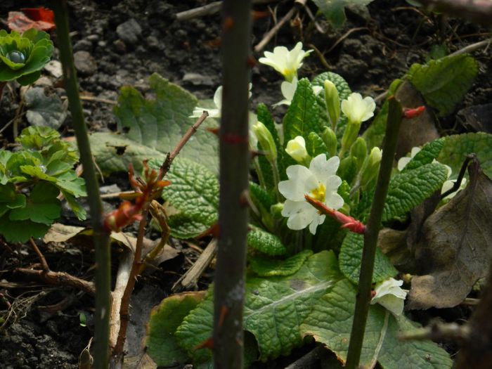 DSCN2463 - FEBRUARIE 2014