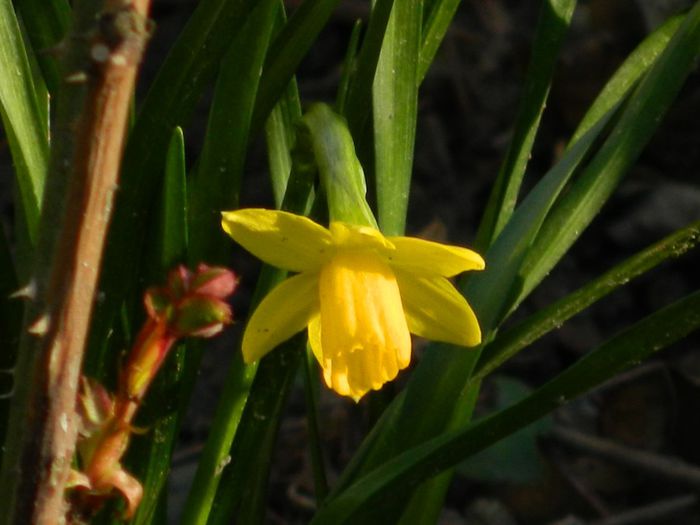 DSCN2466 - FEBRUARIE 2014