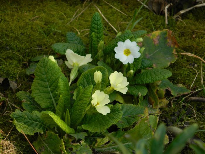 DSCN2467 - FEBRUARIE 2014