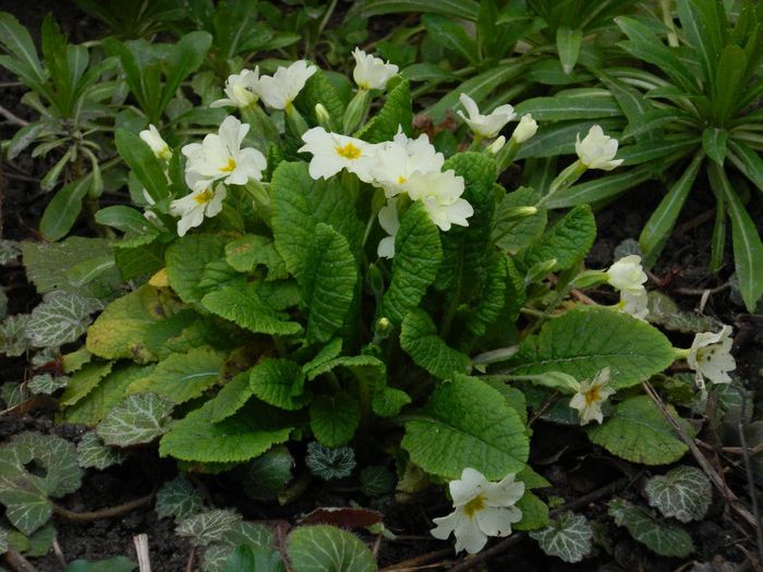 DSCN2470 - FEBRUARIE 2014